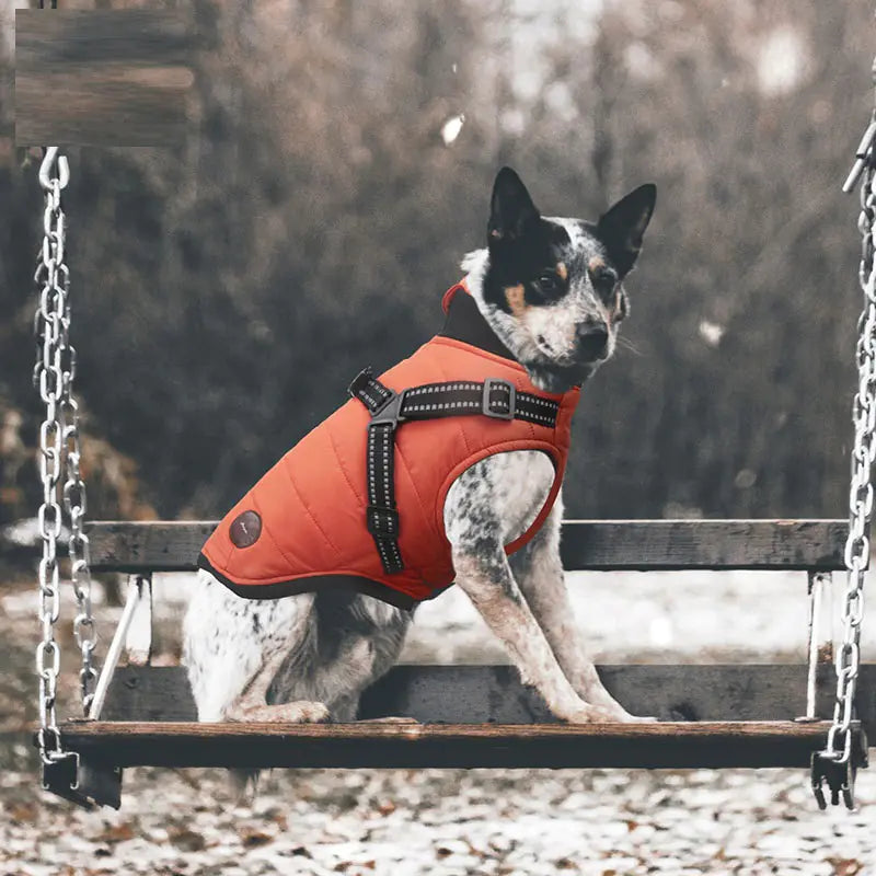 Chilly Pup Jacket